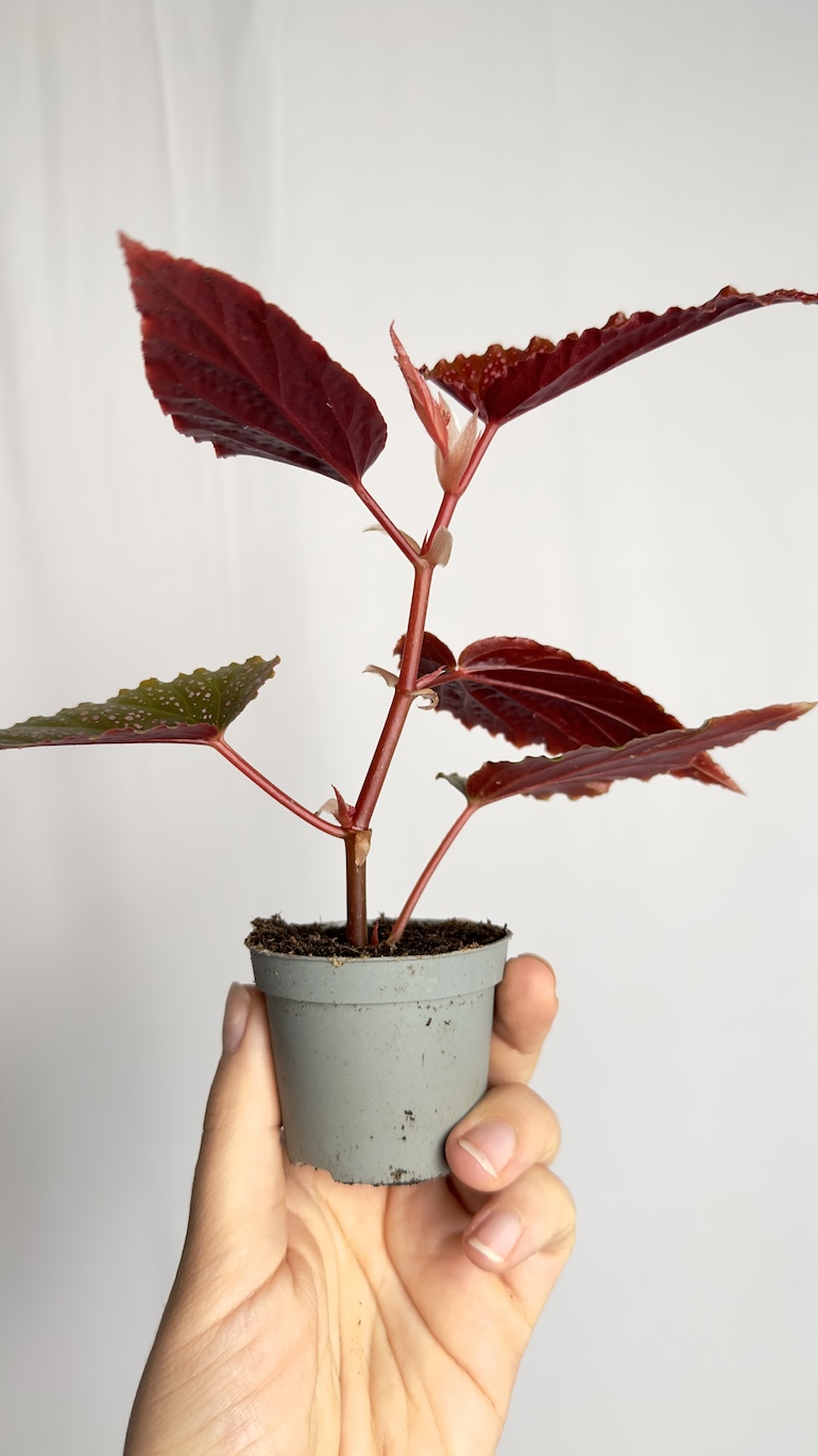 Begonia Maculata Pink Spot