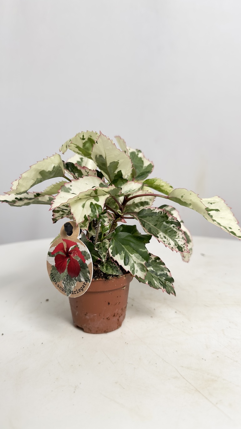 Hibiscus rosa-sinensis Variegated