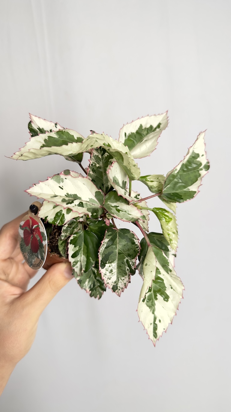 Hibiscus rosa-sinensis Variegated