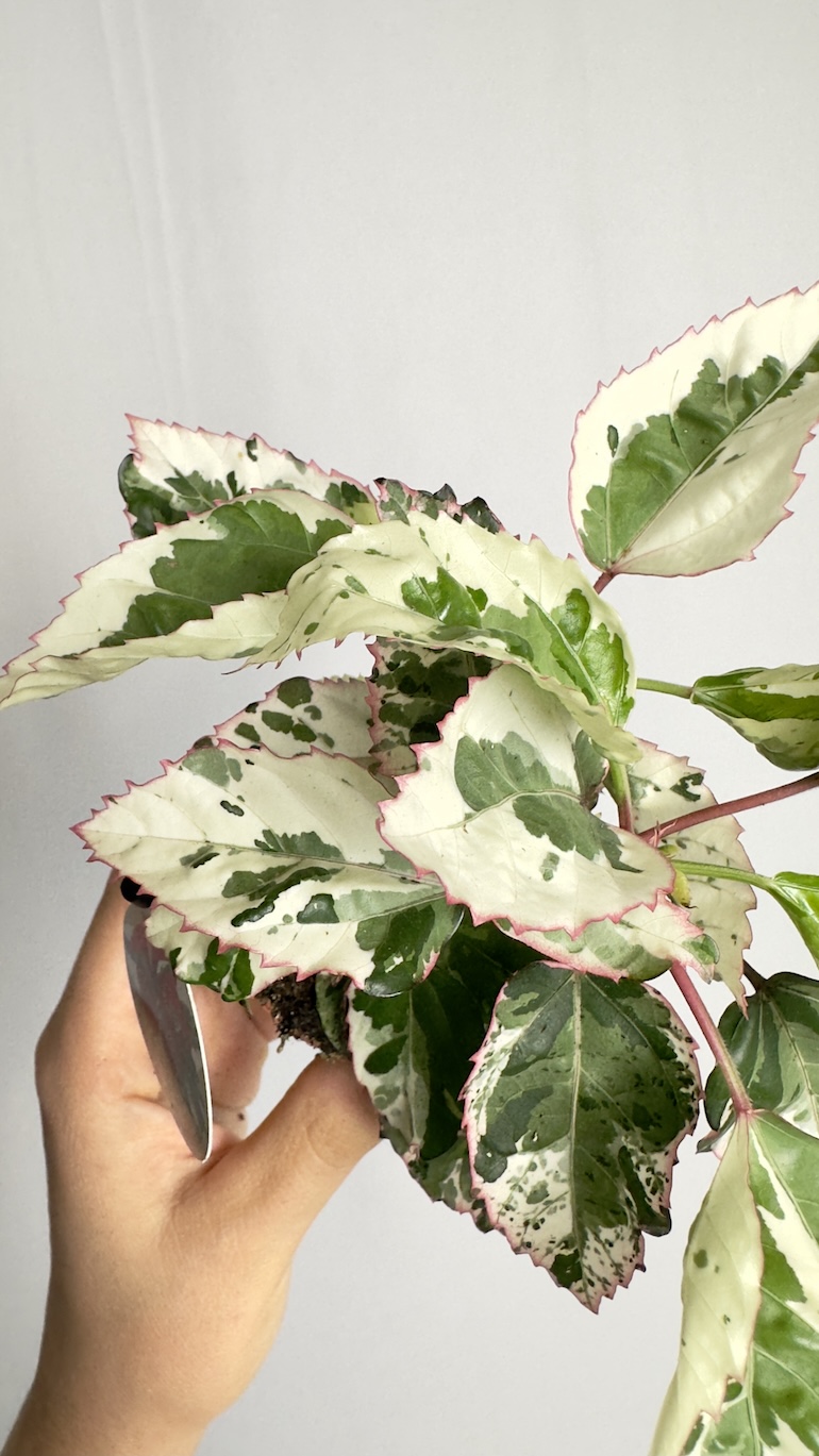 Hibiscus rosa-sinensis Variegated