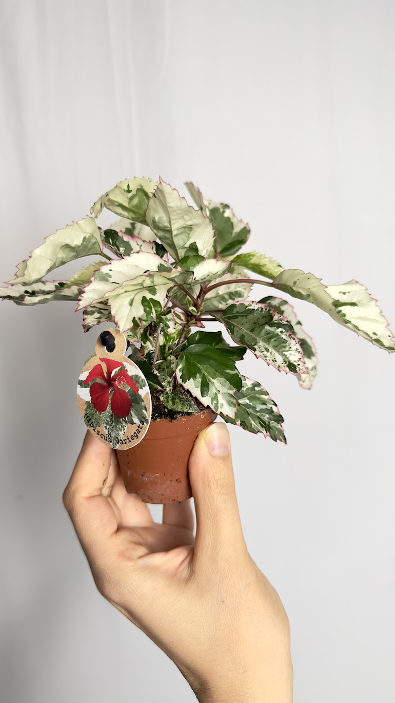 Hibiscus rosa-sinensis Variegated
