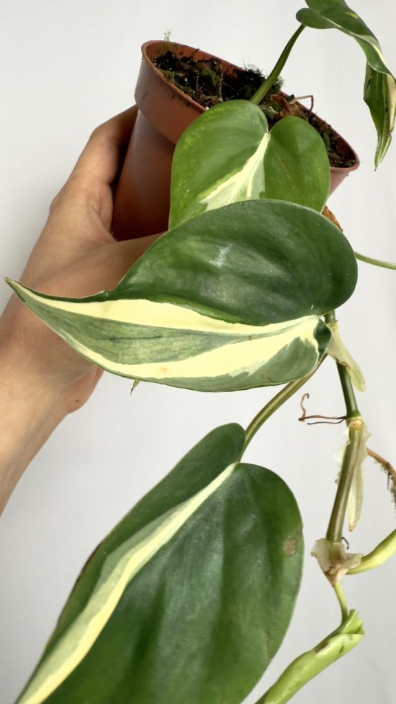 Philodendron Rio sadzonka cięta