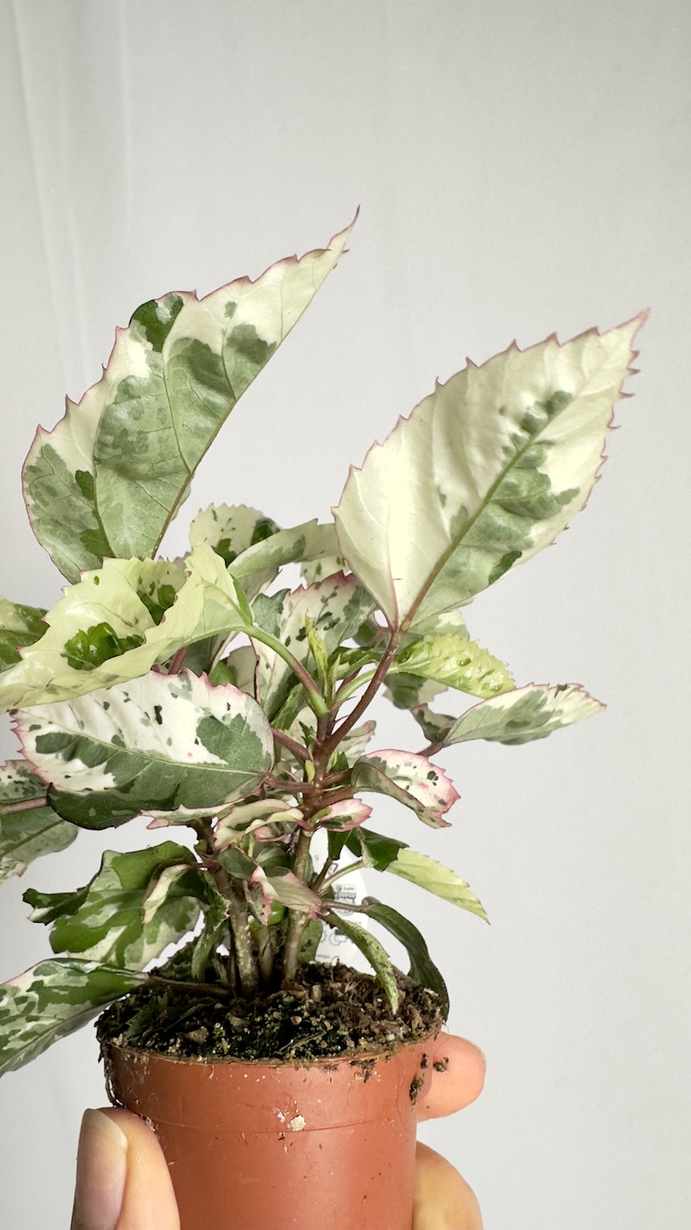 Hibiscus rosa-sinensis Variegated