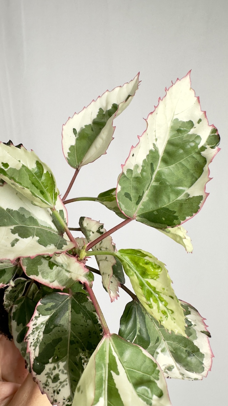 Hibiscus rosa-sinensis Variegated
