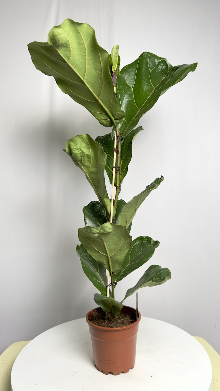 Ficus Lyrata
