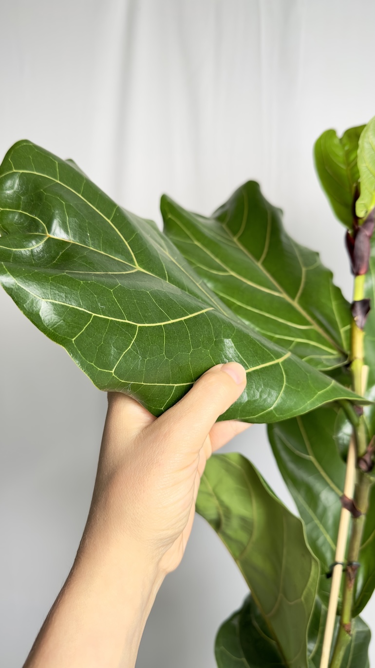 Ficus Lyrata