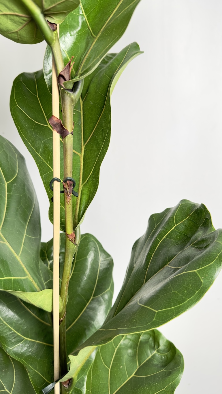 Ficus Lyrata
