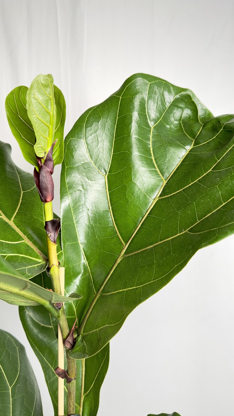 Ficus Lyrata