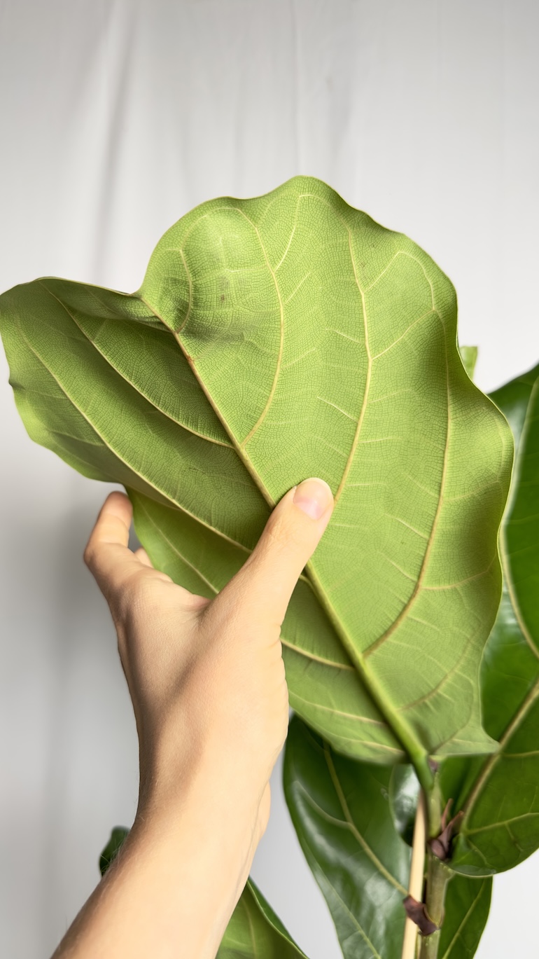 Ficus Lyrata