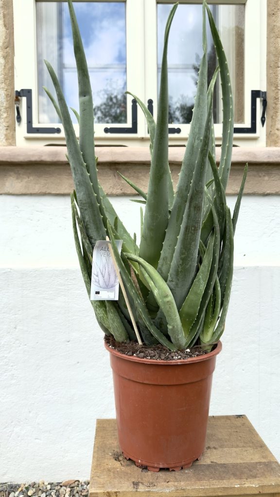 Aloe Vera