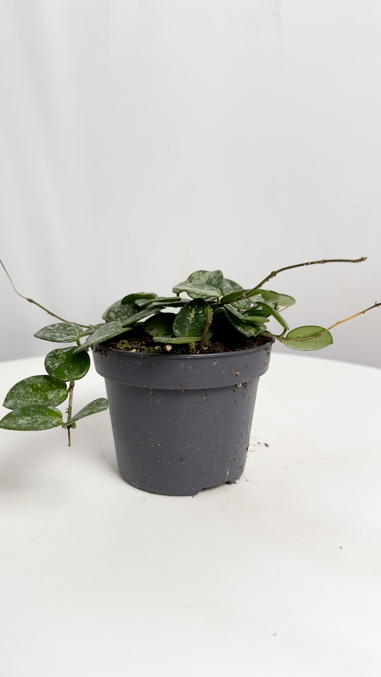 Hoya Mathilde Splash