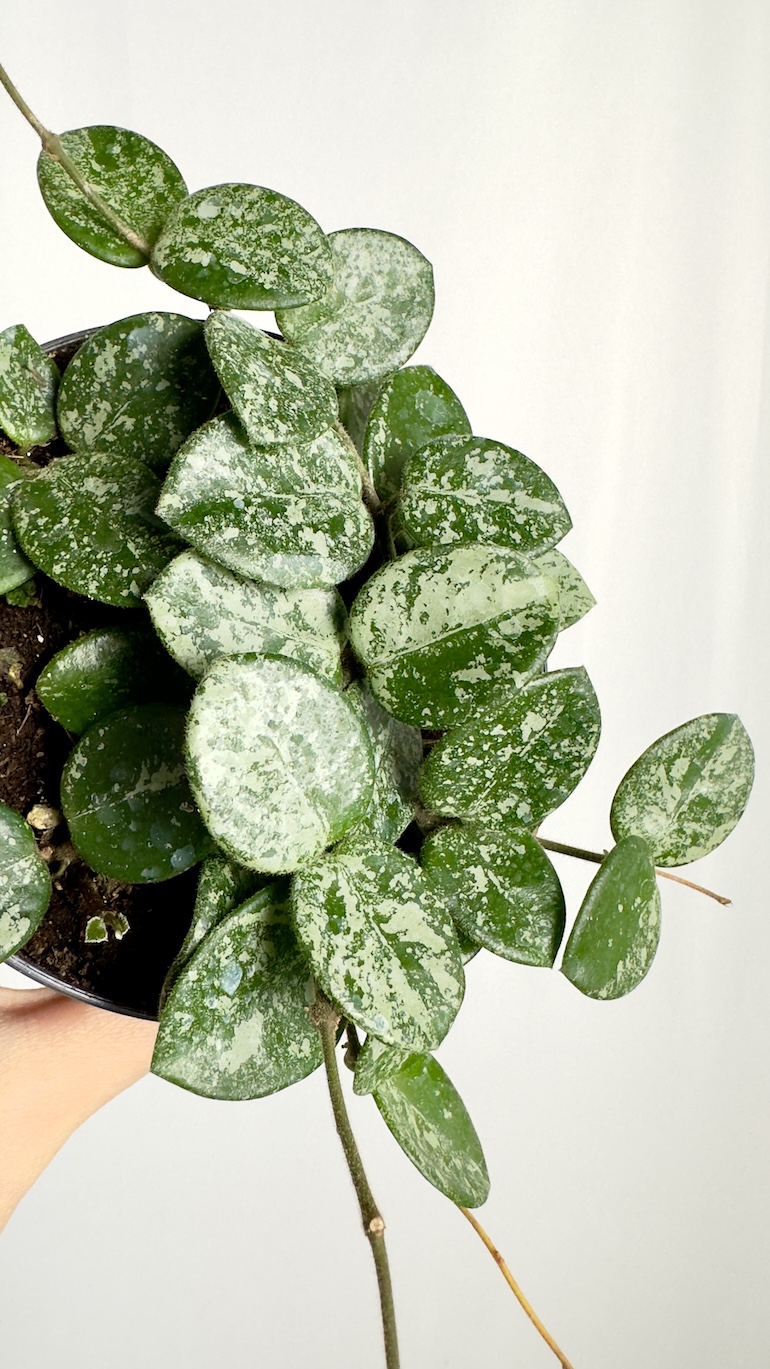 Hoya Mathilde Splash