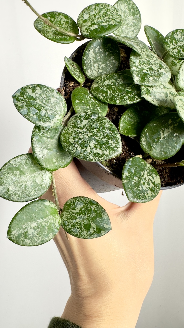 Hoya Mathilde Splash