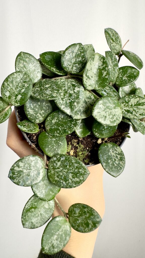 Hoya Mathilde Splash