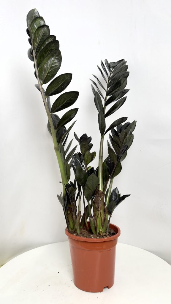 Zamioculcas Raven