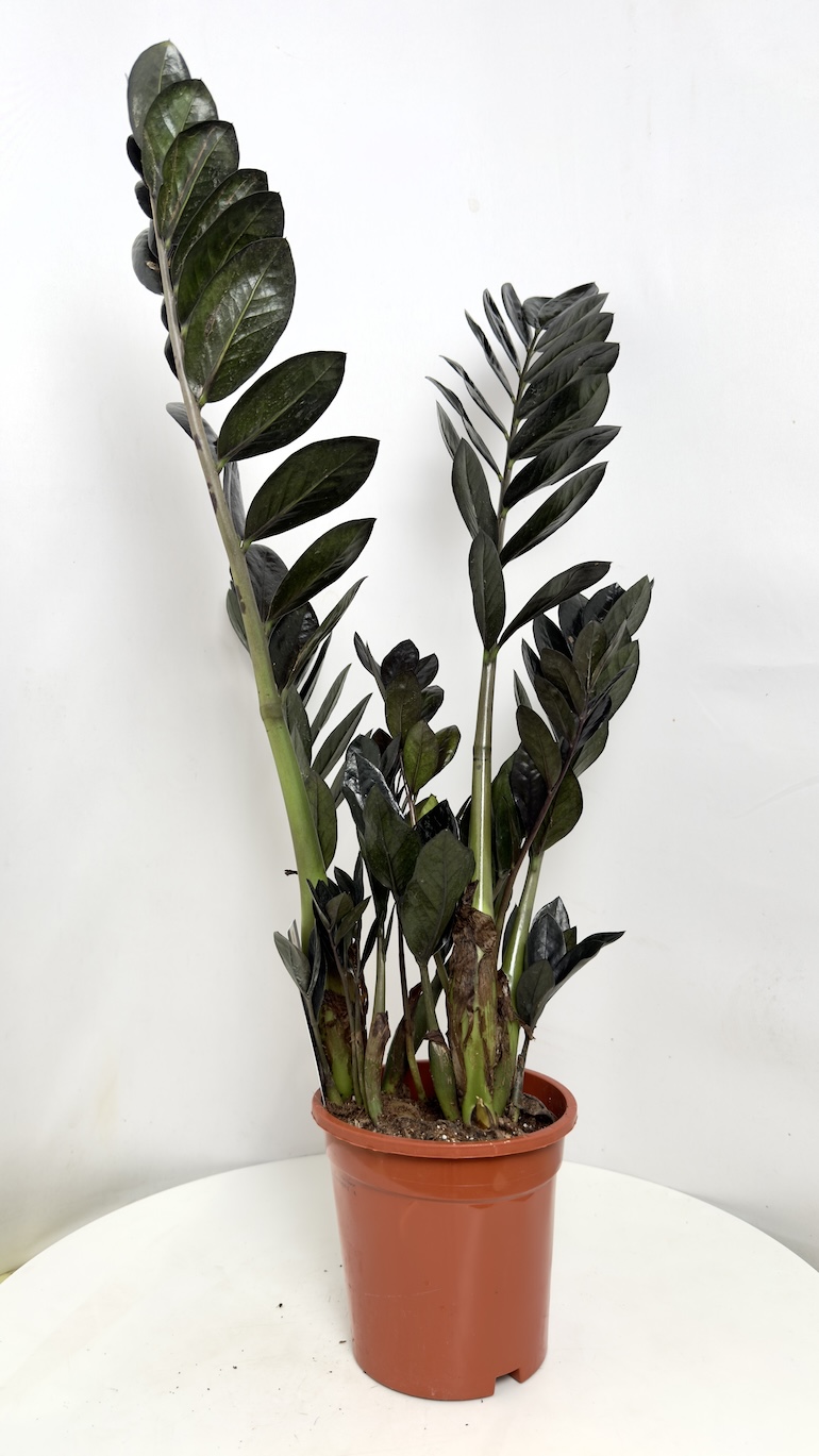 Zamioculcas Raven