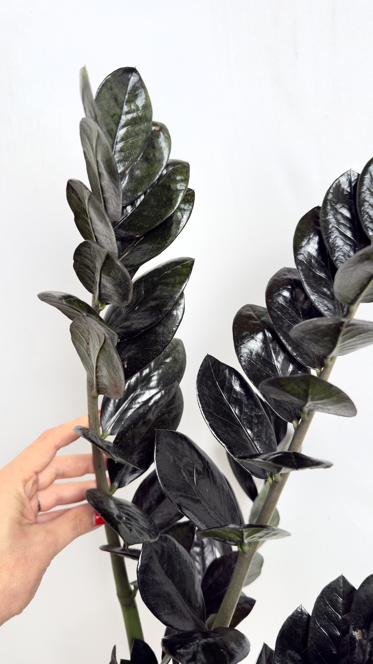 Zamioculcas Raven