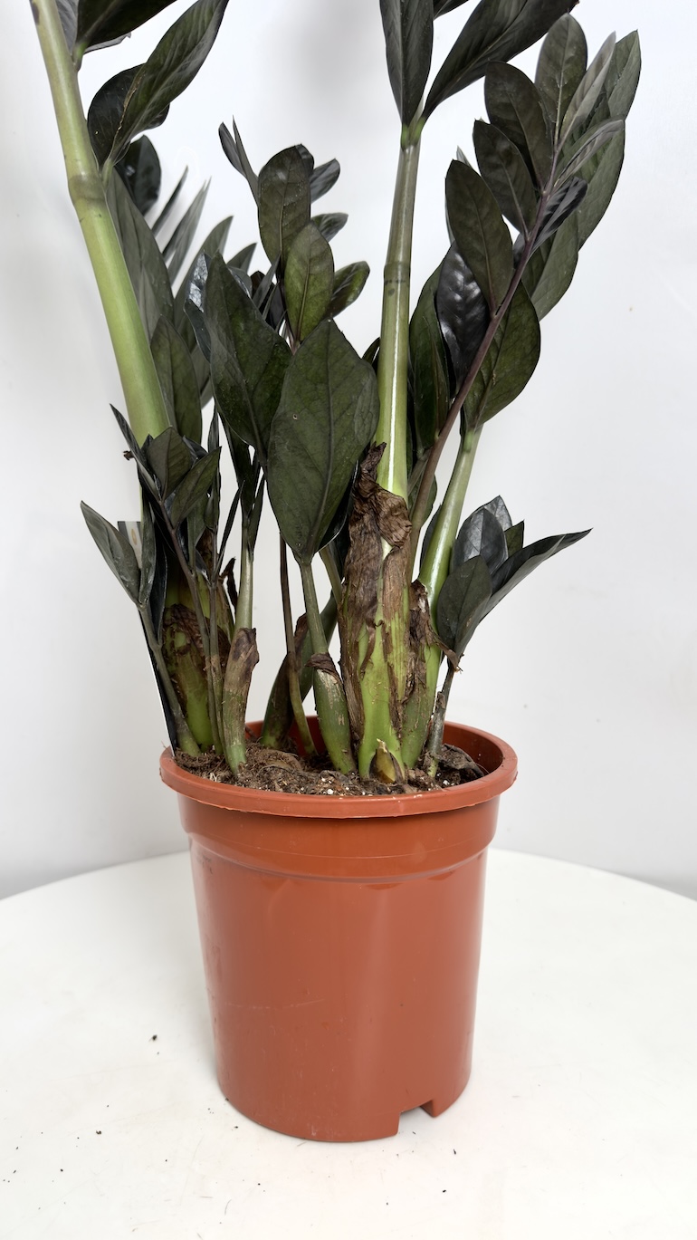 Zamioculcas Raven