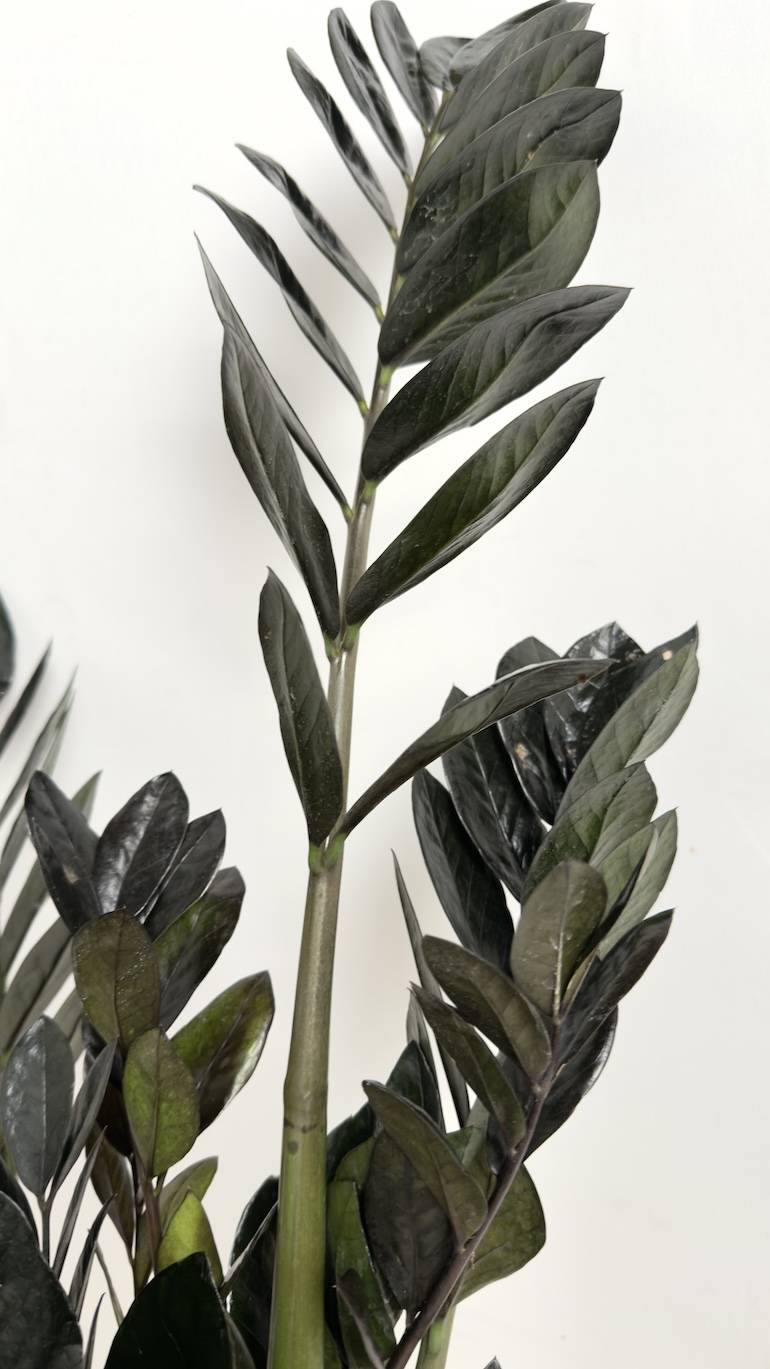 Zamioculcas Raven