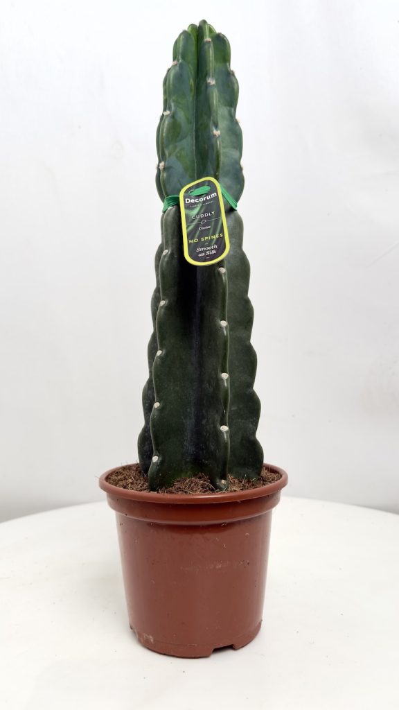 Cactus Cuddly