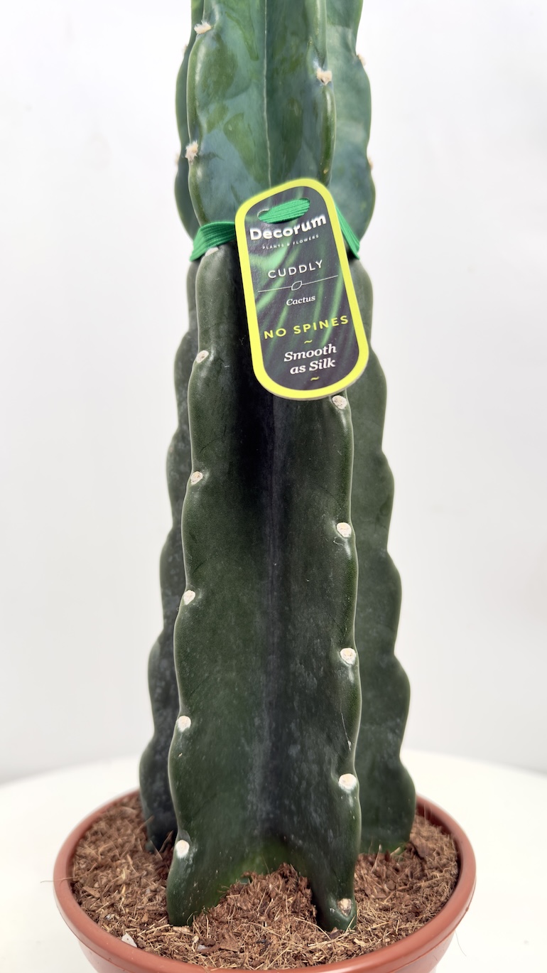 Cactus Cuddly