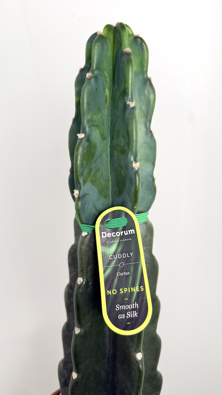 Cactus Cuddly
