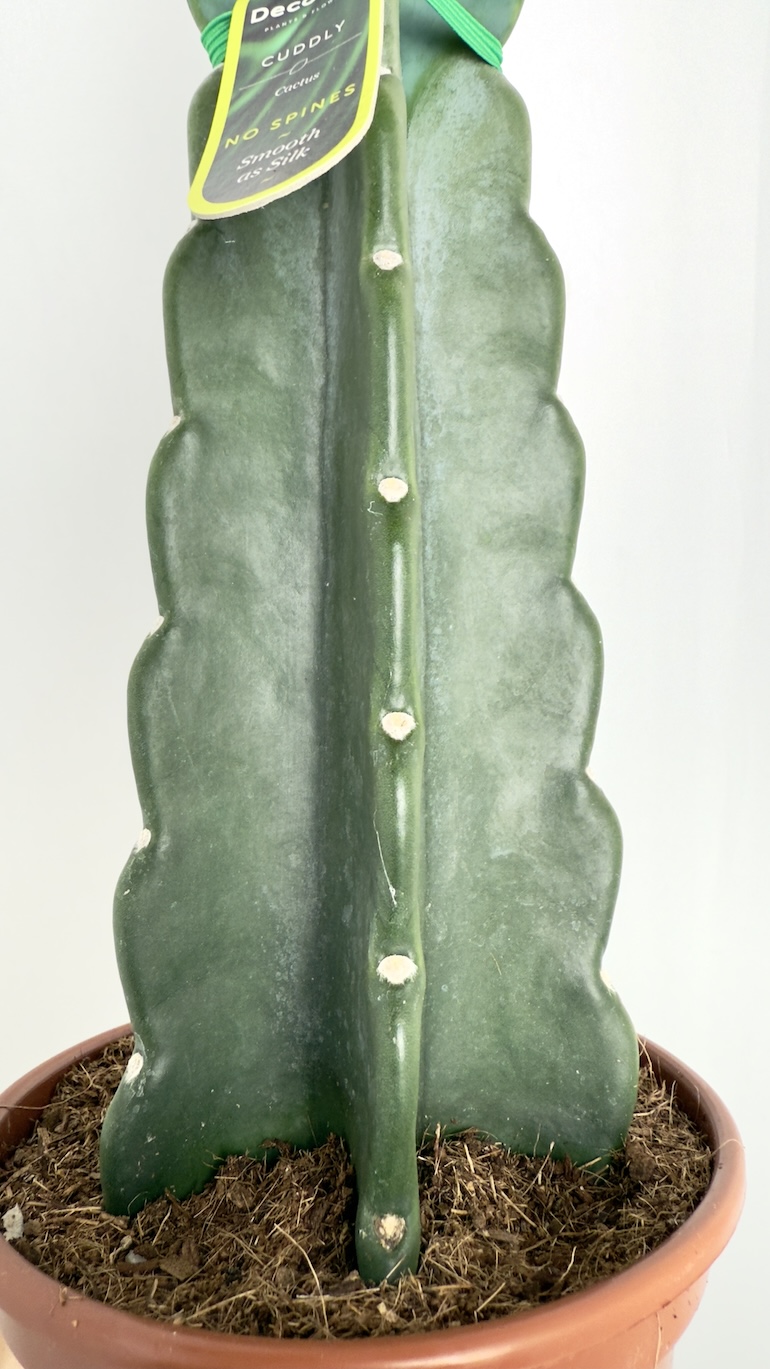 Cactus Cuddly