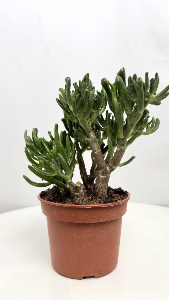Crassula Hobbit