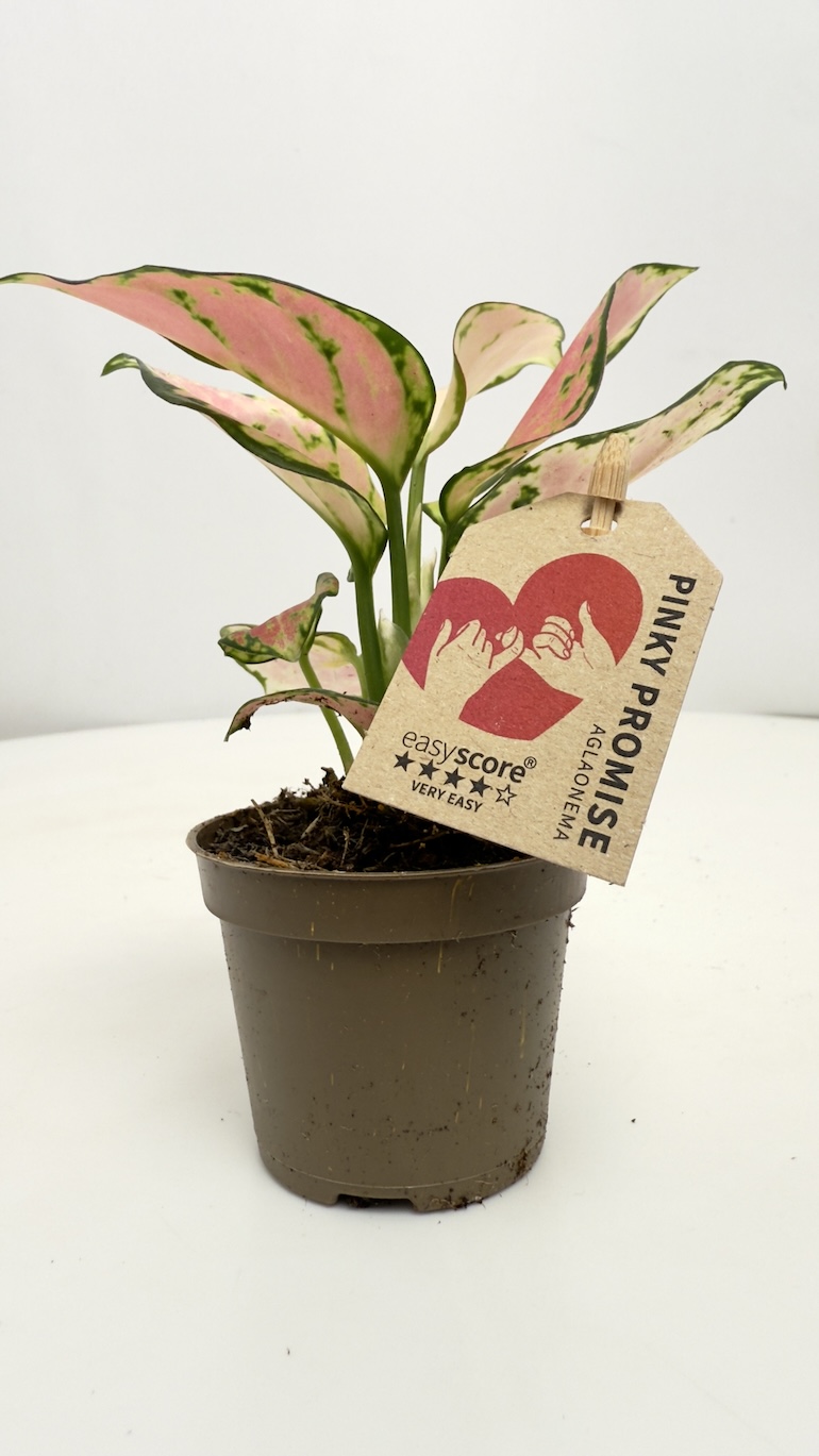 Aglaonema Pinky Promise