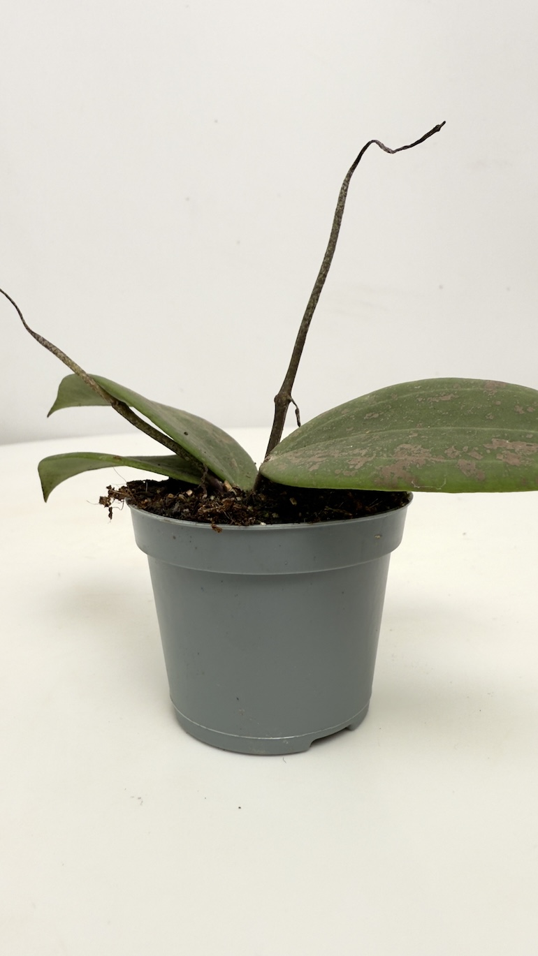 Hoya Wibergiae Hoya Wibergiae