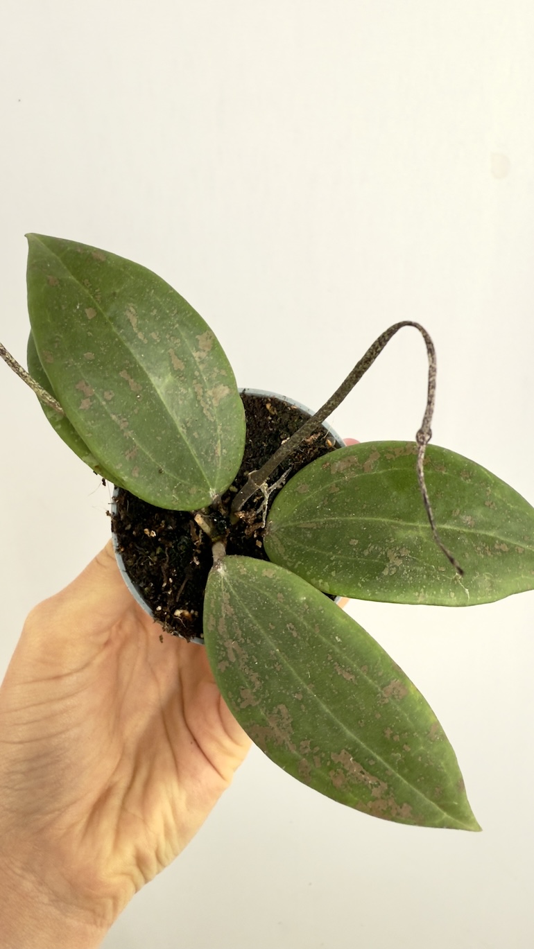 Hoya Wibergiae Hoya Wibergiae