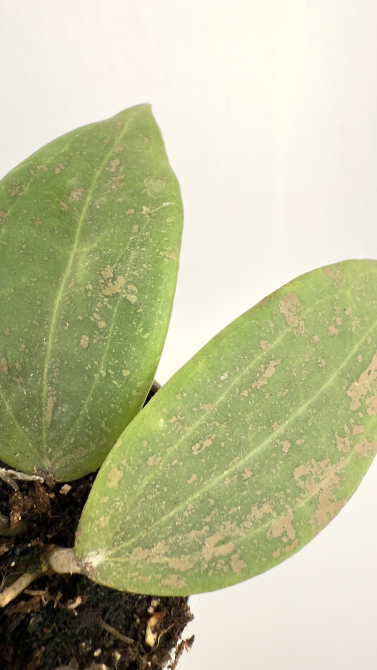 Hoya Wibergiae Hoya Wibergiae