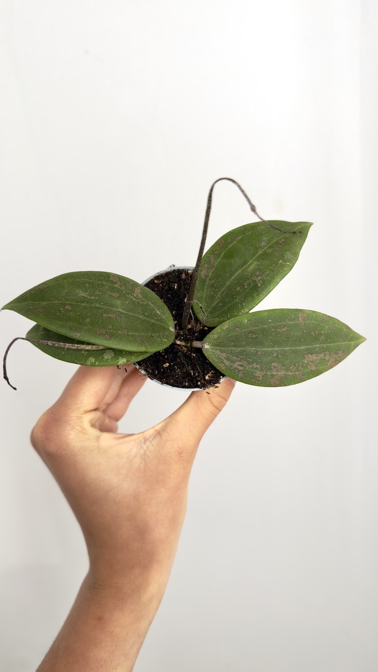 Hoya Wibergiae Hoya Wibergiae