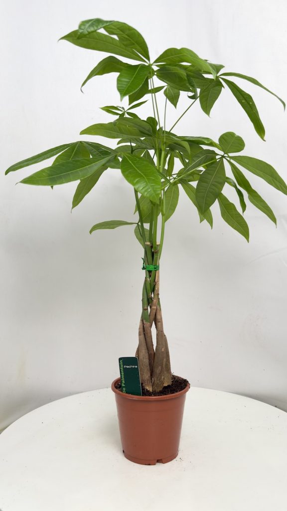 Pachira Aquatica