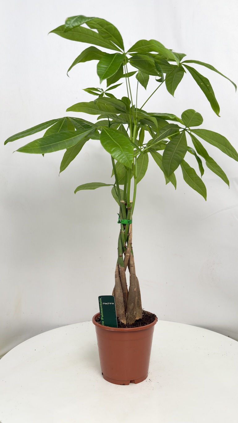 Pachira Aquatica