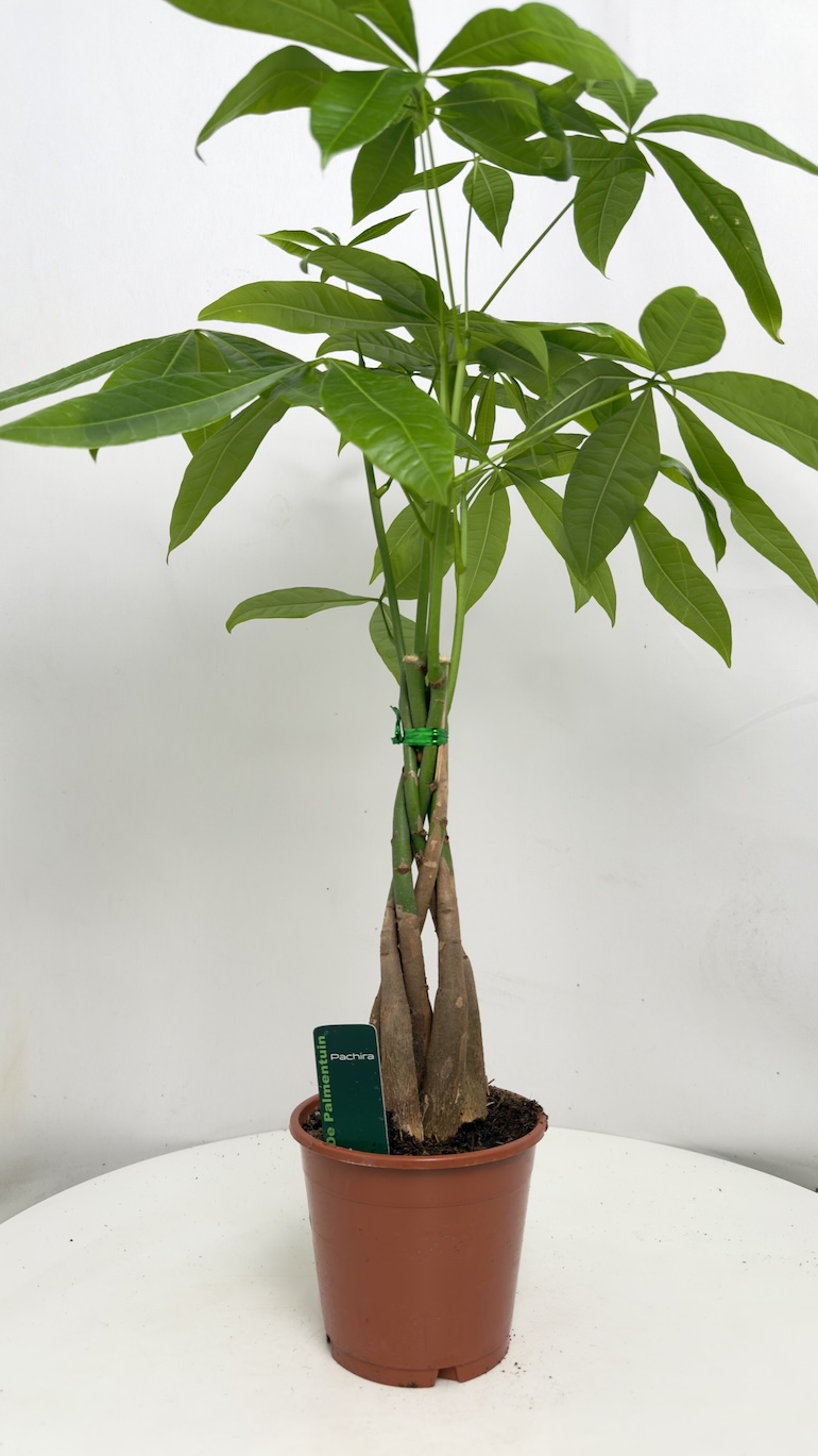 Pachira Aquatica