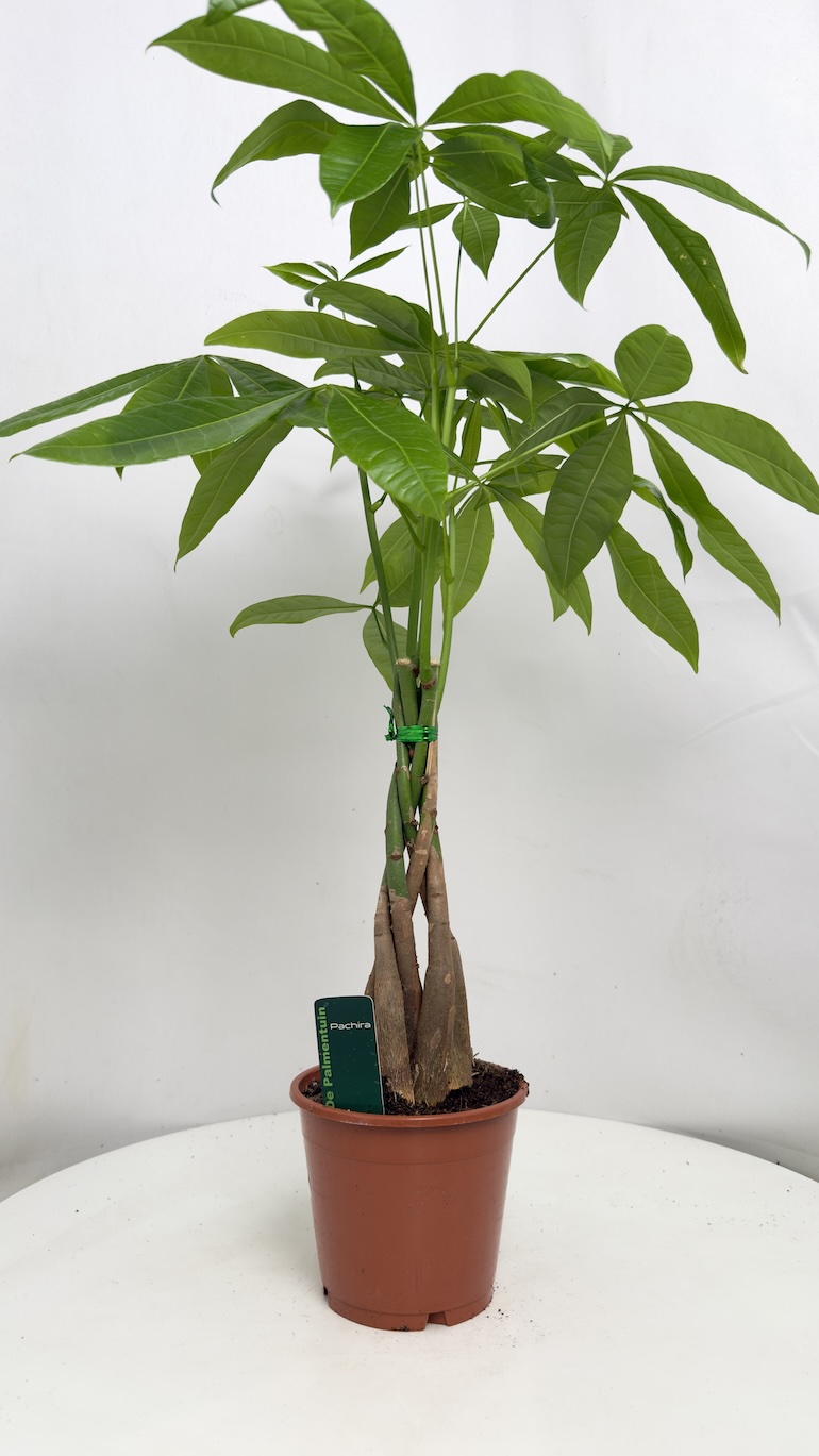 Pachira Aquatica