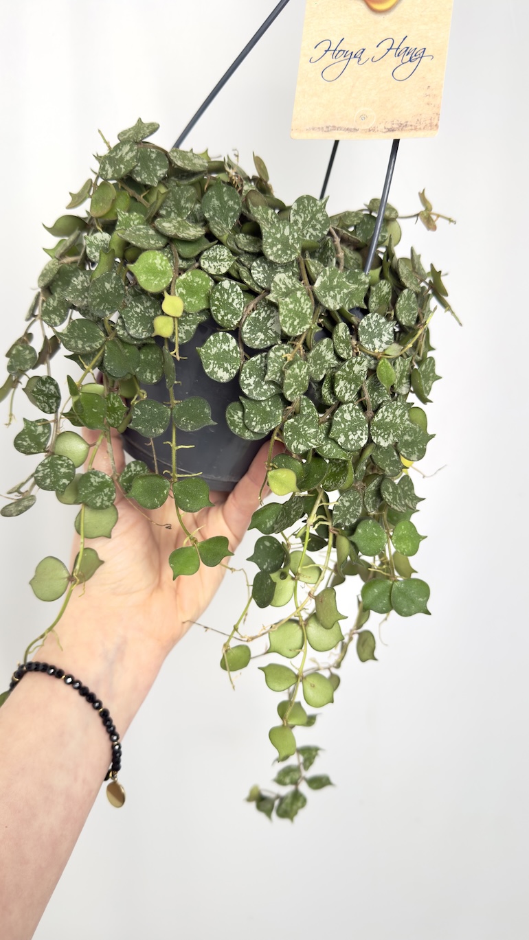 Hoya Curtisii