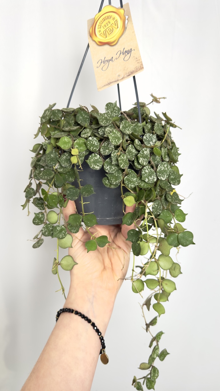 Hoya Curtisii