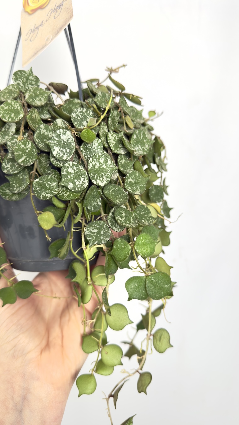 Hoya Curtisii
