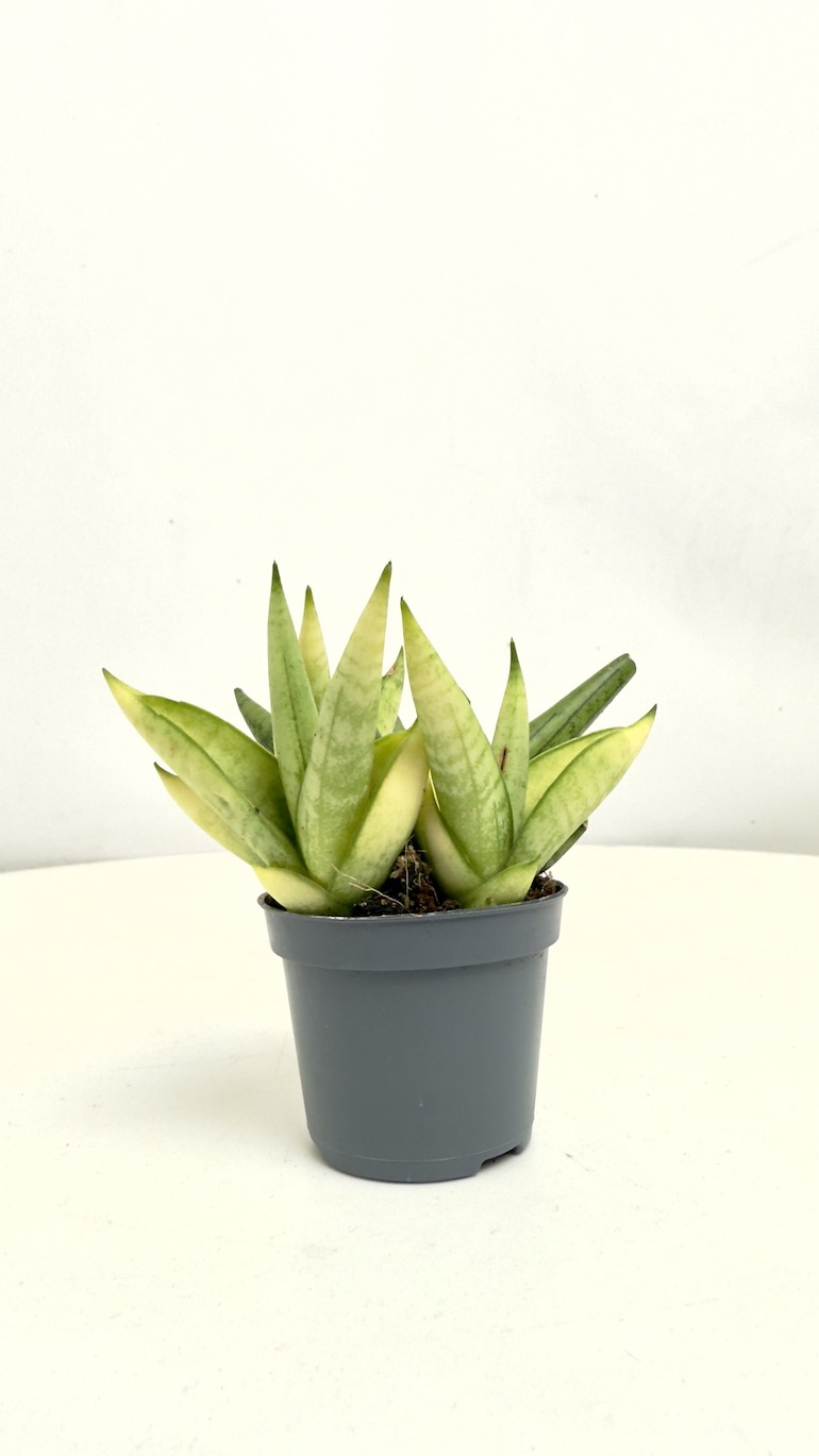Sansevieria Trif Yellow Tip Crown