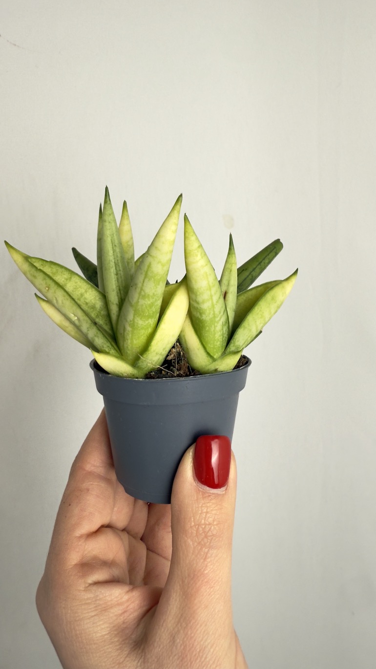 Sansevieria Trif Yellow Tip Crown