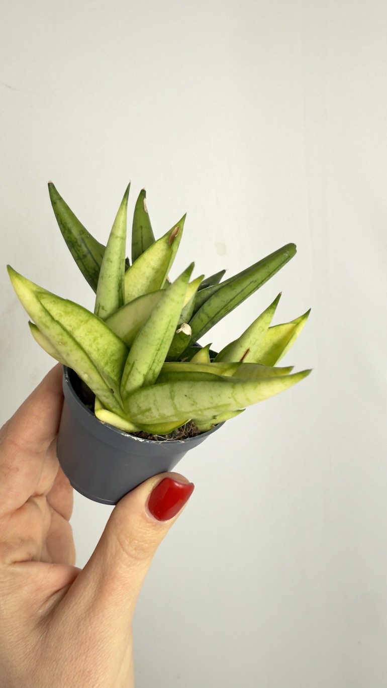 Sansevieria Trif Yellow Tip Crown
