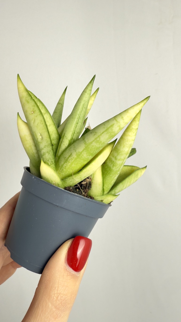 Sansevieria Trif Yellow Tip Crown
