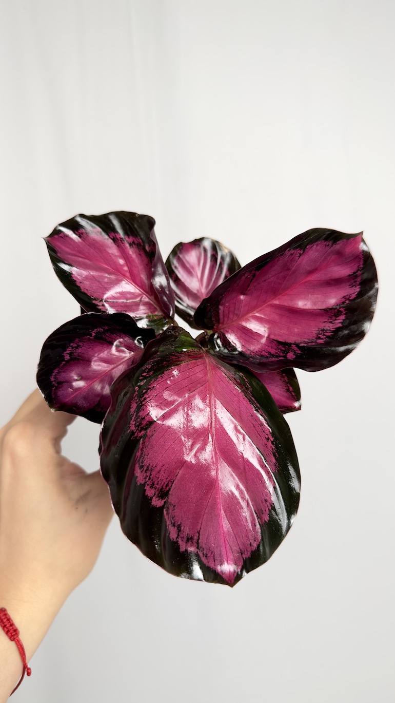 Calathea Picturata Crimson