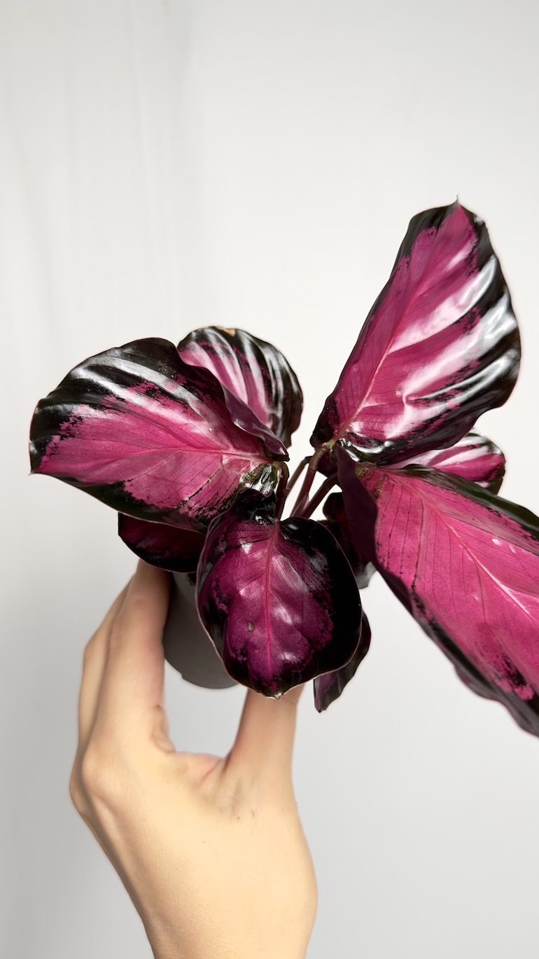 Calathea Picturata Crimson