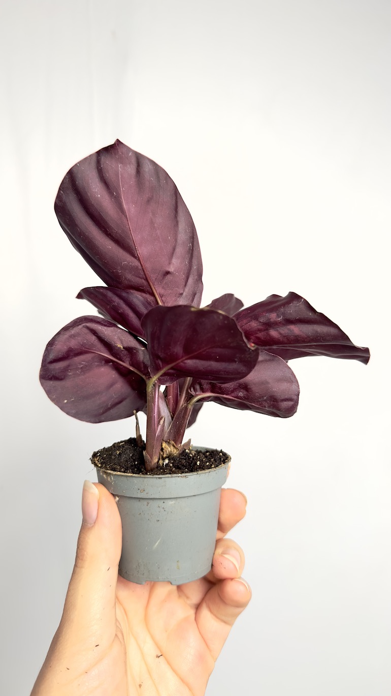 Calathea Picturata Crimson