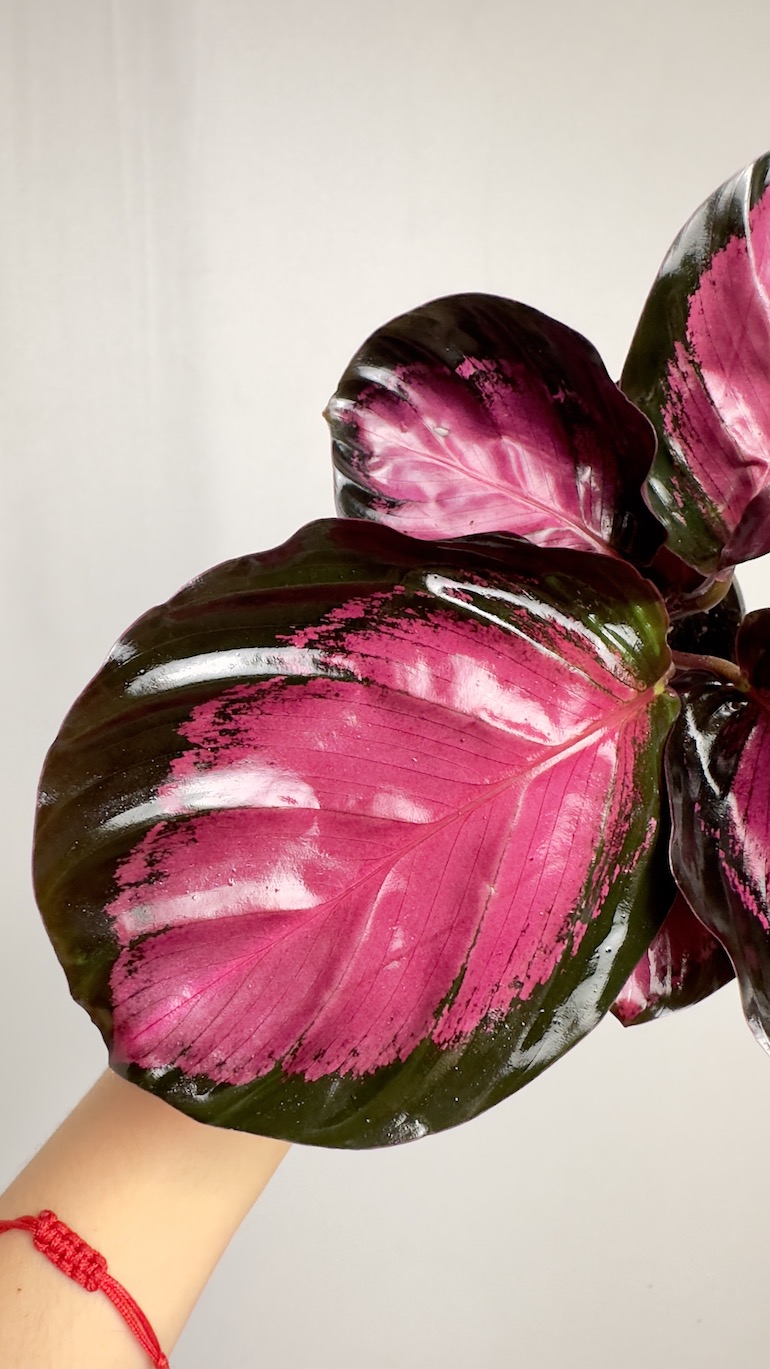 Calathea Picturata Crimson