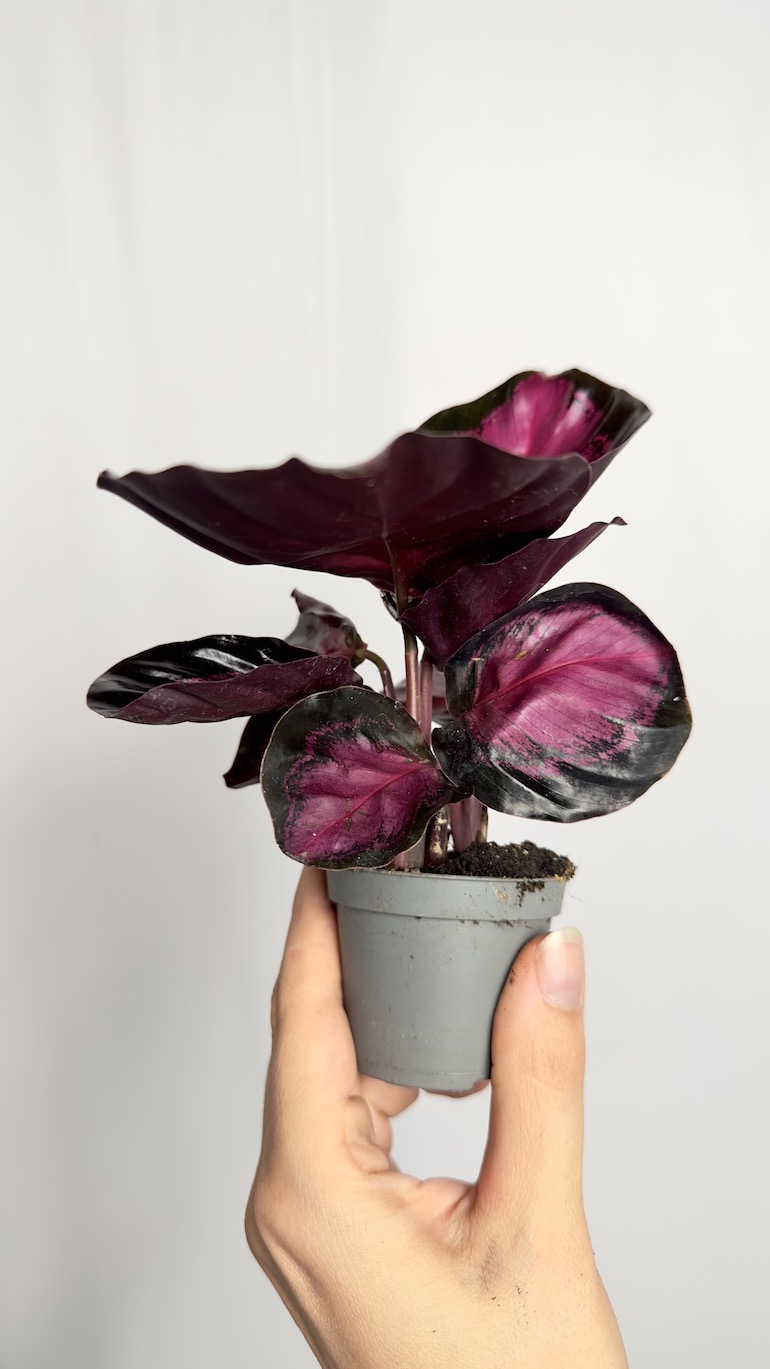 Calathea Picturata Crimson