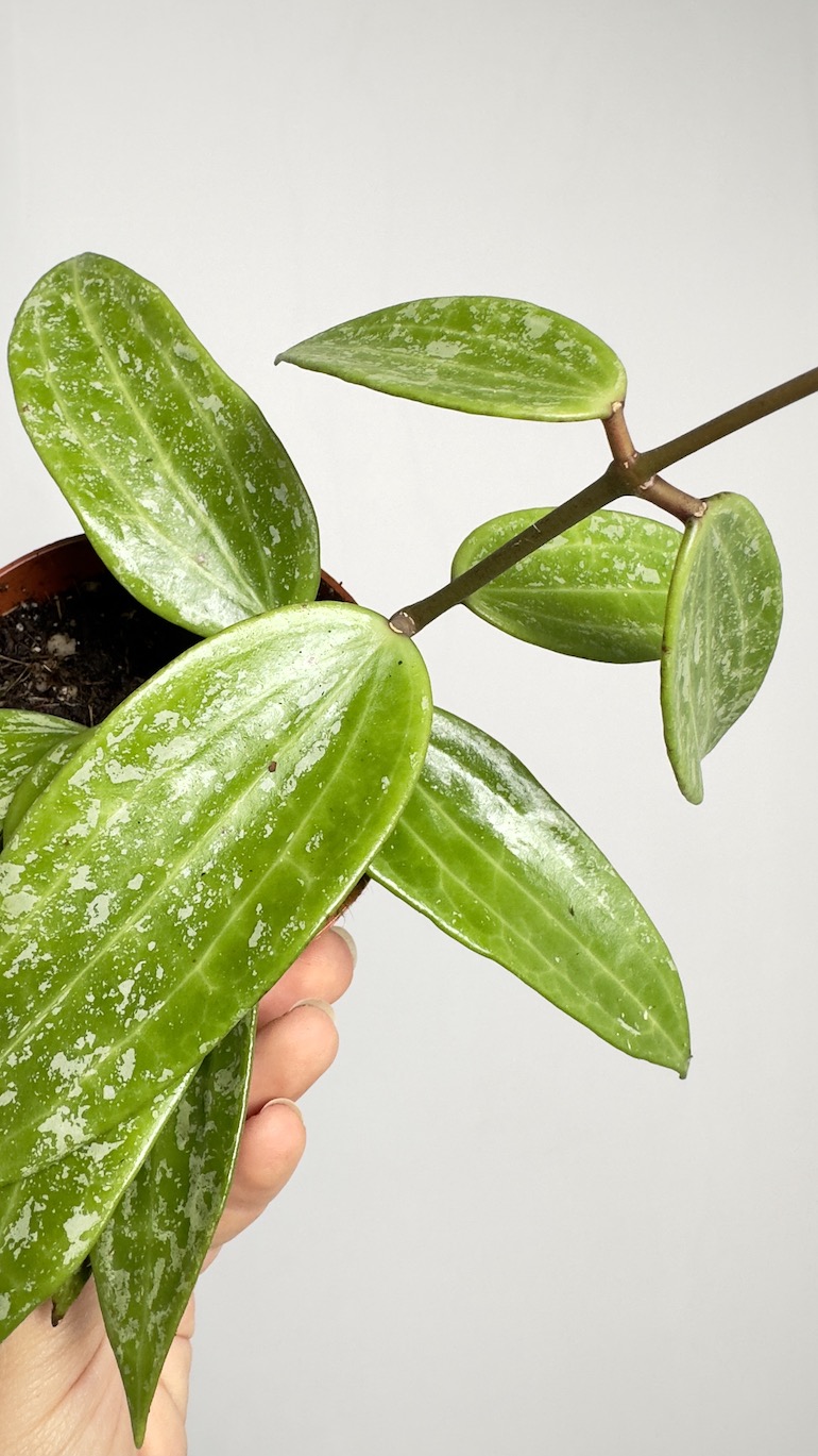 Hoya Rangsang